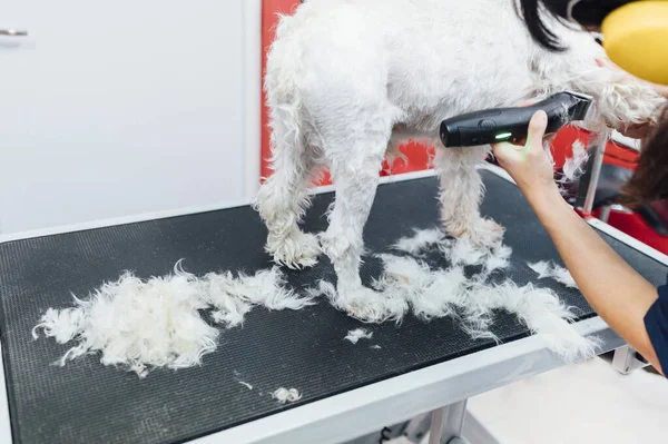 Woman shaving a white dog