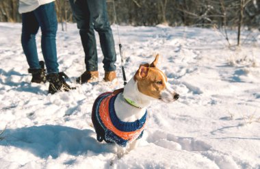 sevimli evcil köpek ile yürüme Çift 