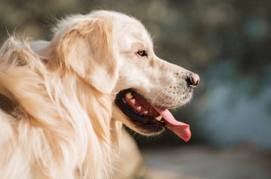 Face golden retriever