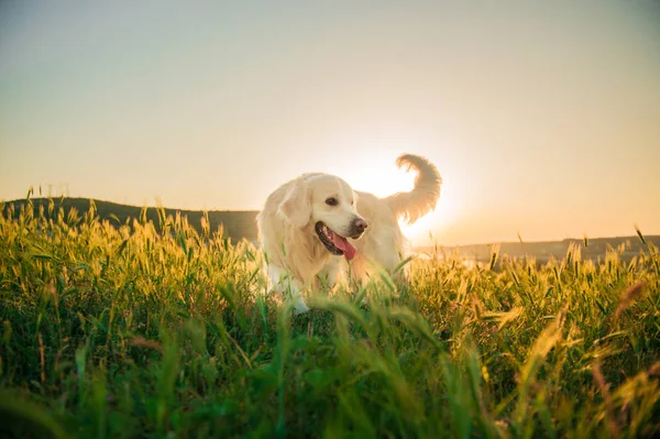 Cão jovem golden retriever — Fotografia de Stock