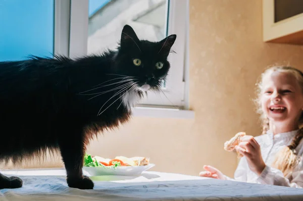 Chat noir dans la cuisine . — Photo