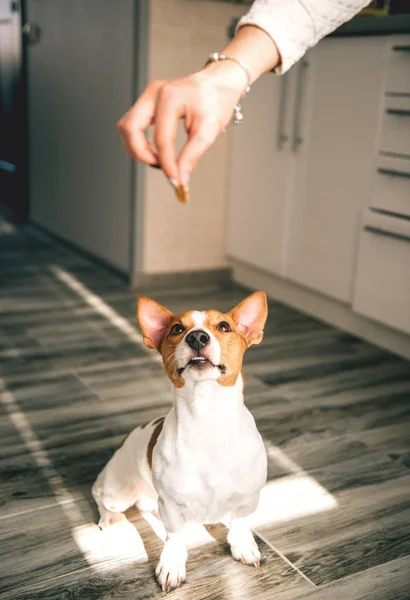 Dog jack russell  with food. — Stock Photo, Image