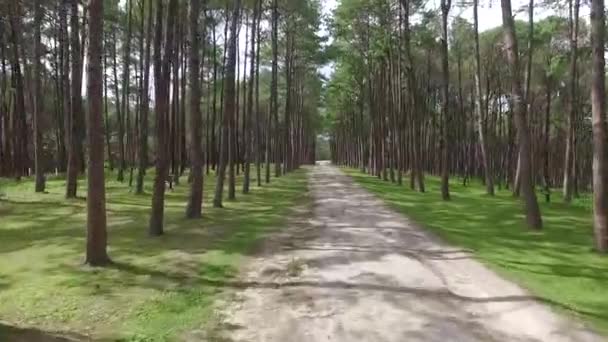 Árboles de pino. Vista aérea . — Vídeos de Stock