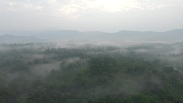 Fliegen über dem Wald am Morgen Luftaufnahmen. — Stockvideo