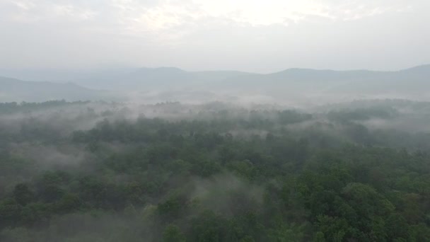 Voe acima da floresta pela manhã Filmagem aérea . — Vídeo de Stock