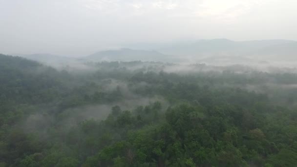 Fliegen über dem Wald am Morgen Luftaufnahmen. — Stockvideo