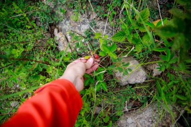  çilek, dağ berry, vahşi berry