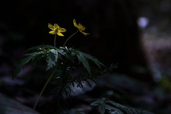 Twee gele bloemen in het bos Stockfoto