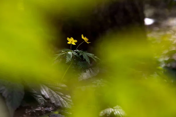 Twee gele bloemen in het bos Rechtenvrije Stockafbeeldingen