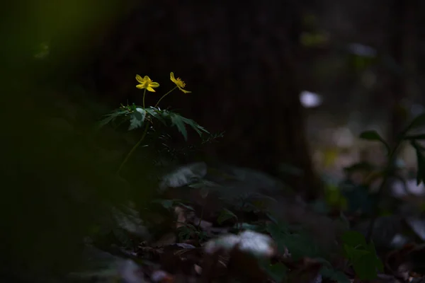 Twee gele bloemen in het bos Stockafbeelding