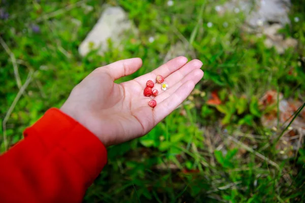 Aardbeien op een vrouwelijke hand Stockfoto