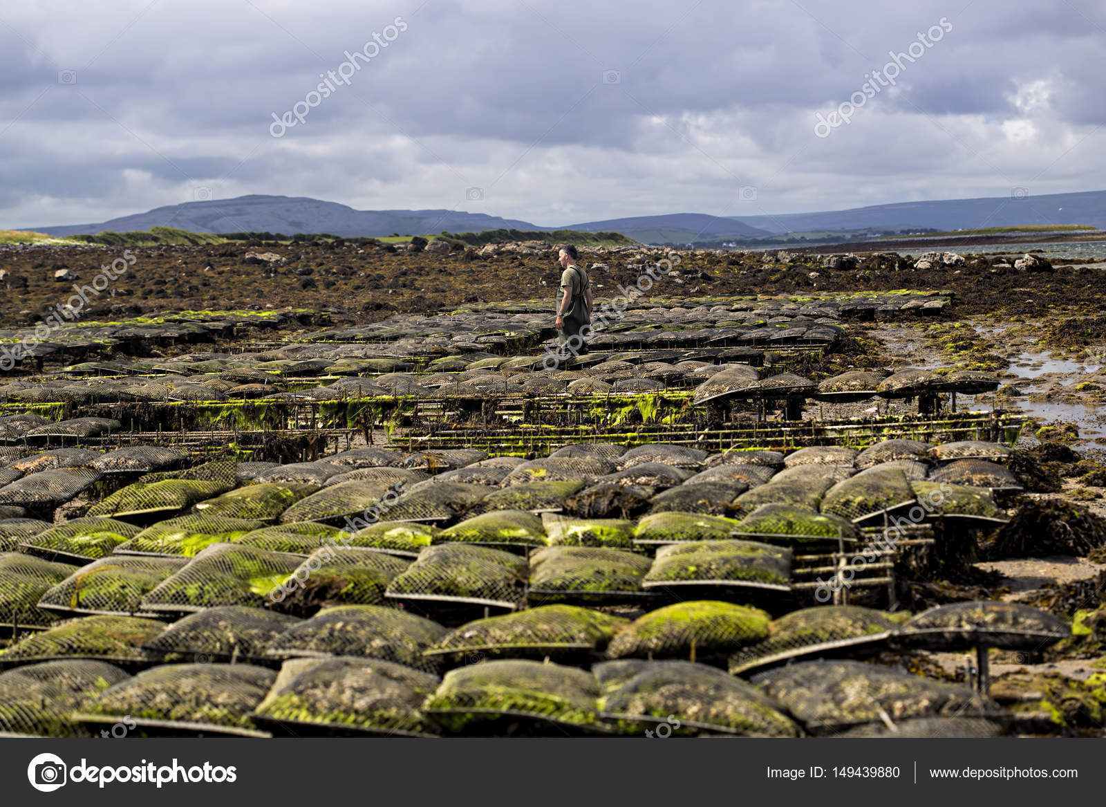Oyster farm farming Ireland — Stock Photo © 149439880
