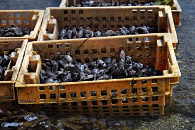 Çiftlik Koyu'ndaki plastik kaplarda midye