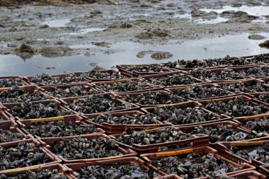 Çiftlik Koyu'ndaki plastik kaplarda midye