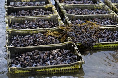 Çiftlik Koyu'ndaki plastik kaplarda midye