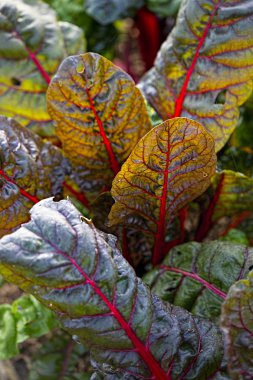 Kırmızı lahana yaprakları 