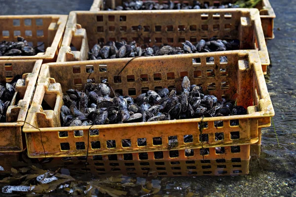 Mosselen in plastic bakjes in bay op de boerderij — Stockfoto