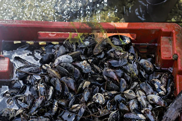 Mexilhões em recipientes de plástico na baía na fazenda — Fotografia de Stock