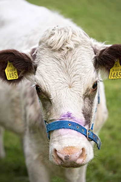 Vaca en la granja del prado —  Fotos de Stock