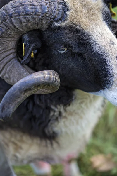 Çiftlikte erkek koyun — Stok fotoğraf