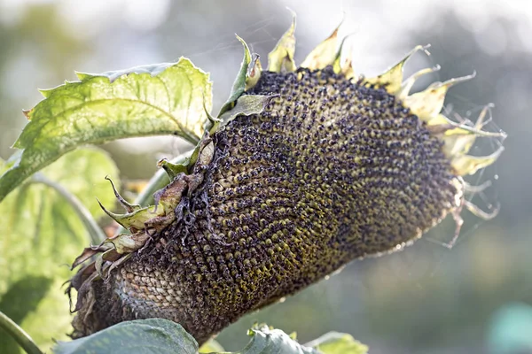 Соняшник з насінням соняшнику Стокове Зображення