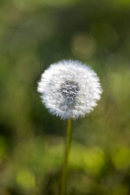 Sabah güneşinde karahindiba tohumları