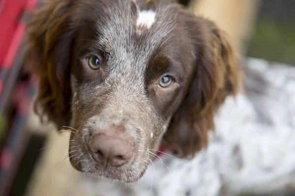 Bir köpeğin portresi. 