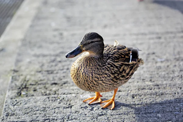 Mallard duck door de rivier — Stockfoto