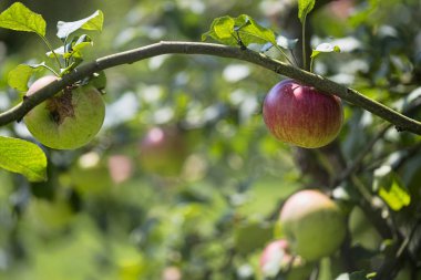 Meyve bahçesinde elmalar 