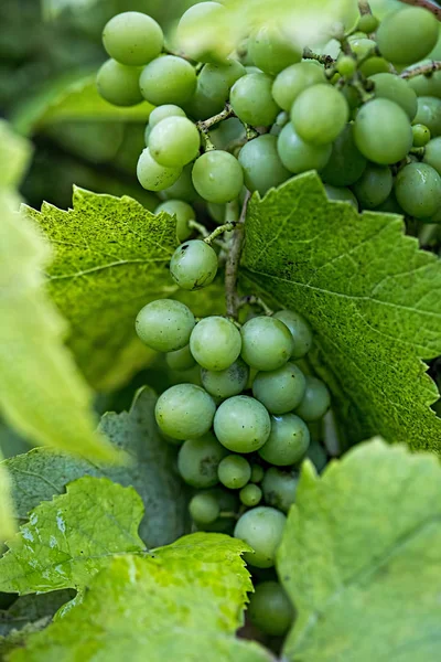 Green grapes in the vineyard — Stock Photo, Image