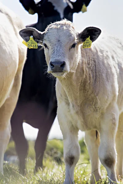 Ternera y vaca en el prado —  Fotos de Stock