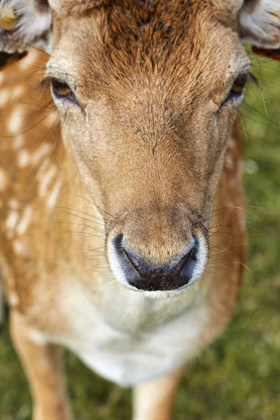 Cervo nel parco — Foto Stock