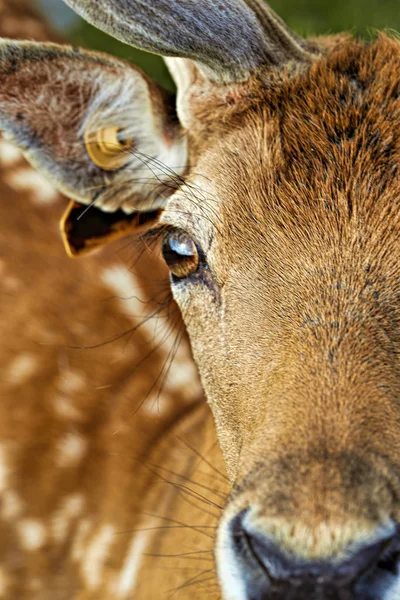 Cervo nel parco — Foto Stock