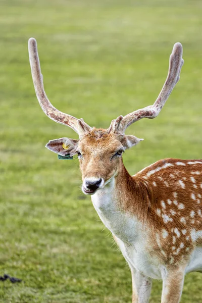 Cervo nel parco — Foto Stock