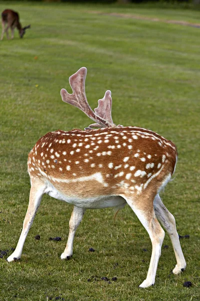 Cervo nel parco — Foto Stock