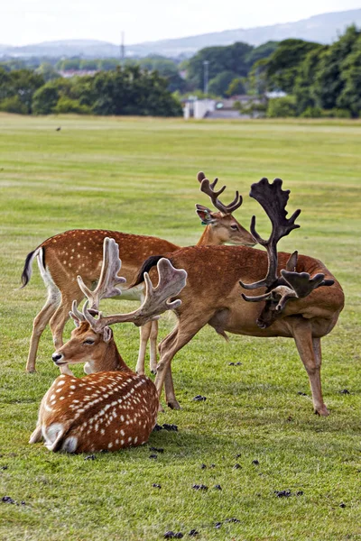 Cervo nel parco — Foto Stock