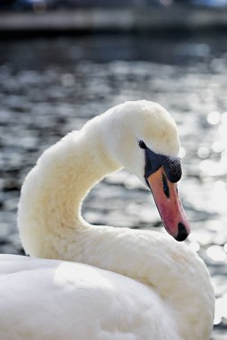 Gölde yüzmeye kuğu baş yakın çekim