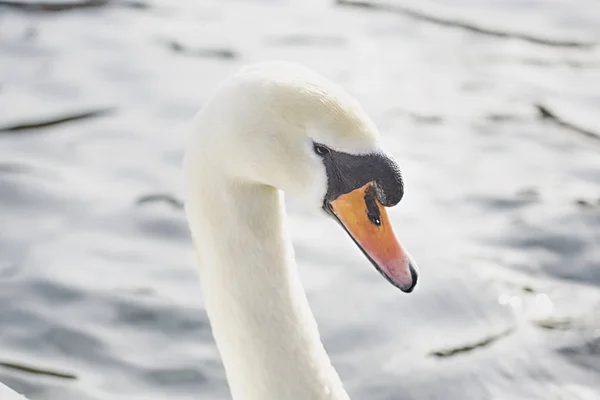 湖を泳ぐ白鳥の頭のクローズ アップ — ストック写真