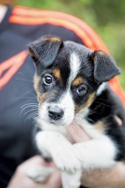 Bir köpek yavrusu ellerinde tutan kız 