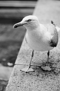 Martı deniz yaz gününde 