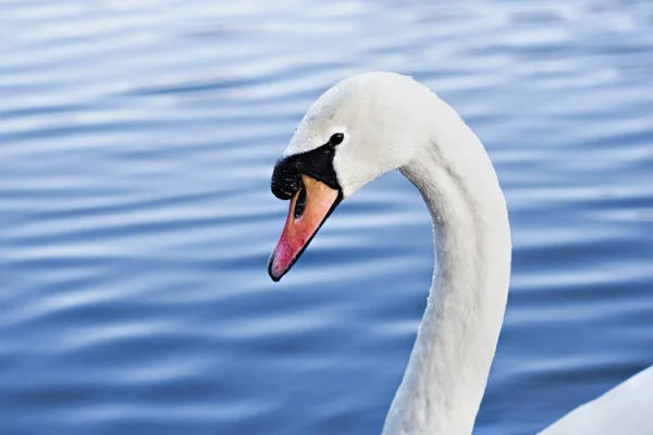 Крупним планом голова лебедя плаває в озері — стокове фото