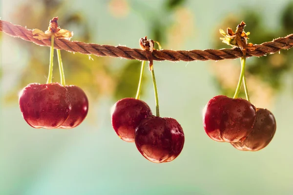 Cerezas en día soleado — Foto de Stock