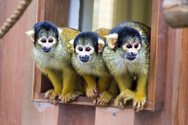 Capuchin maymun Hayvanat Bahçesi