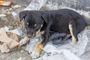 Sokakta küçük evsiz köpek yavrusu