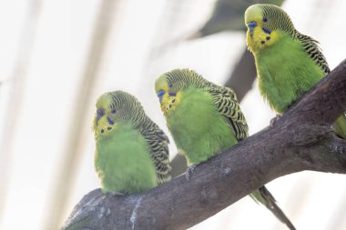 Yeşil Dalğalı papağanlar papağan