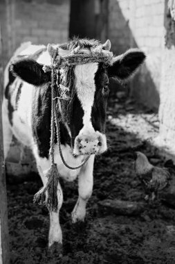 İnek ve horoz çiftlikte