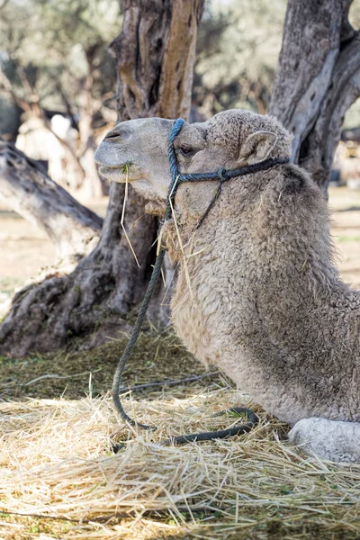 Bílá velblouda na farmě — Stock fotografie