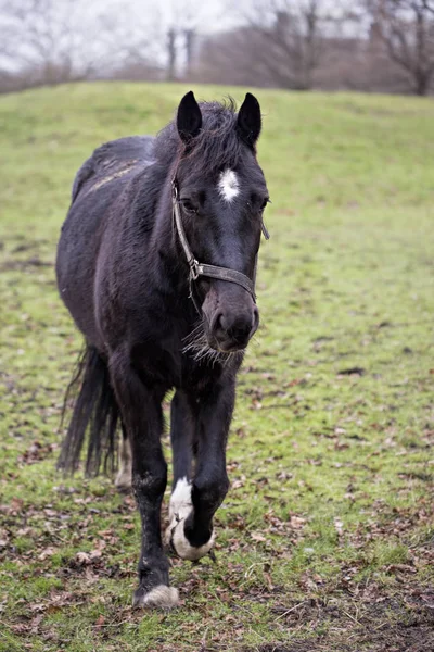 Siyah at çiftlikte yürüyüş — Stok fotoğraf