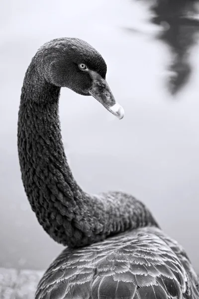 湖に黒い白鳥の頭 — ストック写真