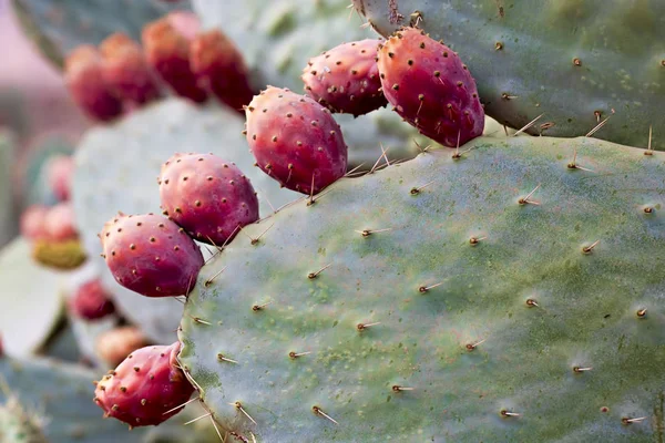 Opuntia Buah pir Prickly — Stok Foto